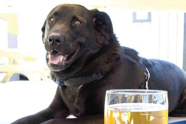 A dog posing next to a glass of beer.